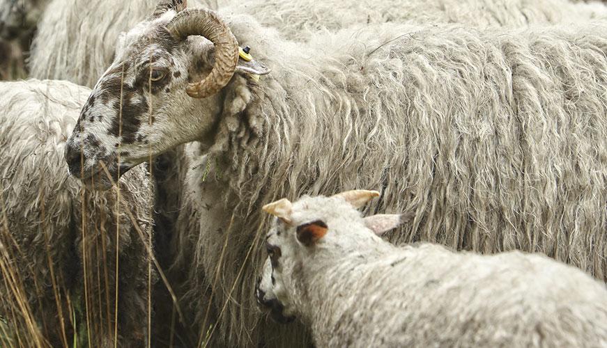 grande transhumance urbaine